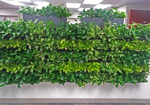 Living wall arrangement of plants