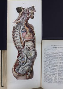 Anatomy drawing extending out of a book