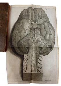 Brain anatomy illustration unfolded out of a book