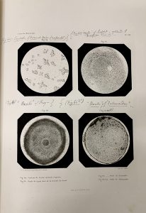4 microscope plates with annotations