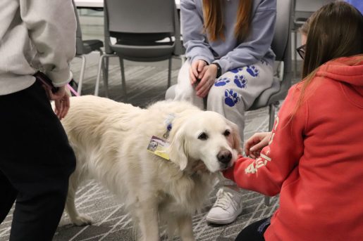A white golden retriever is being petted by three young women in a classroom.
