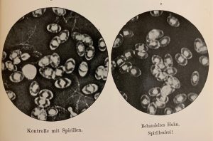 A page from Erlich's book, featuring two photos of bacteria